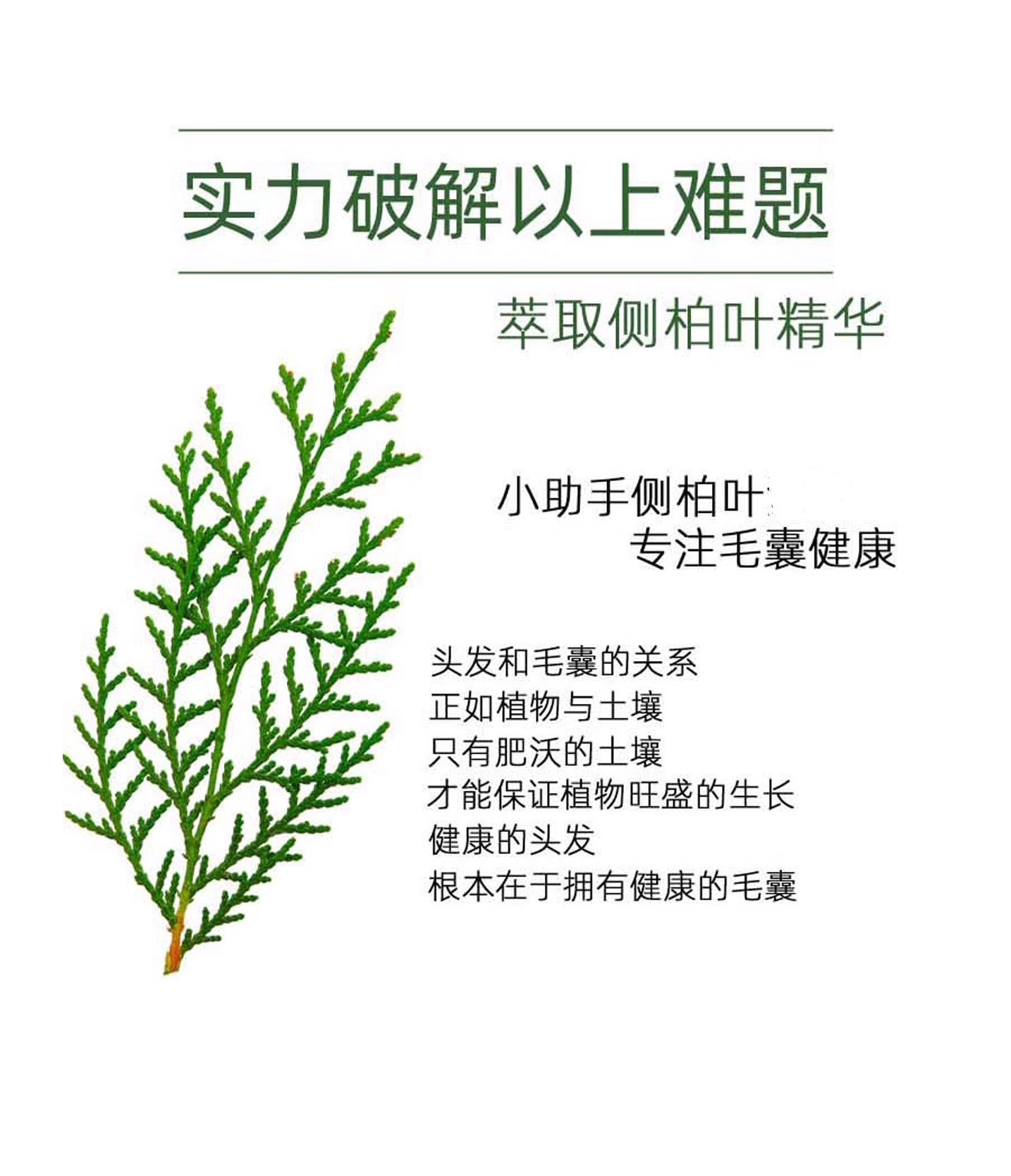 侧柏叶防脱育发液代加工详情介绍.jpg 侧柏叶防脱育发液代加工详情介绍.jpg